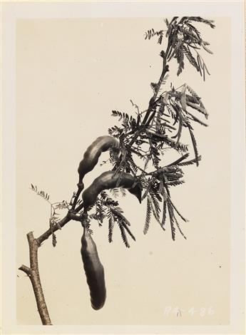 (U.S. DEPARTMENT OF AGRICULTURE--SOIL CONSERVATION) Album with approximately 112 photographs documenting the various species of range